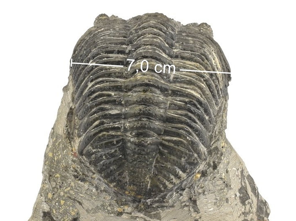 Šířka trilobita Drotops megalomanicus (1)